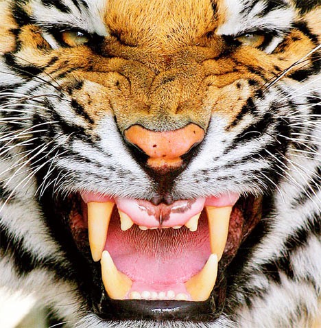 mean tiger face