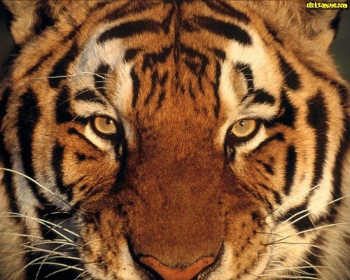 nice tiger face