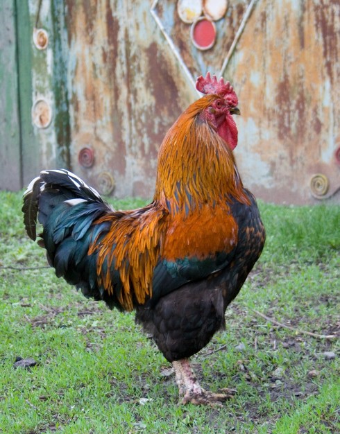 big rooster at the farm