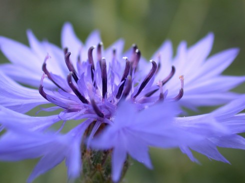 blue flower, macro