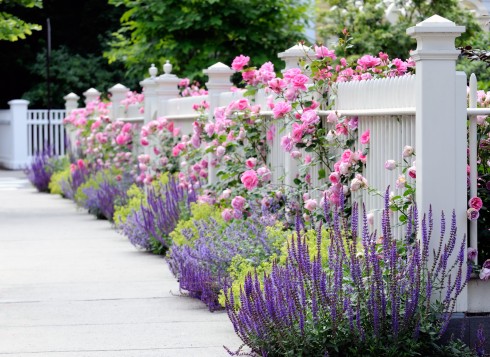 White Fence, Pink Roses, Salvia