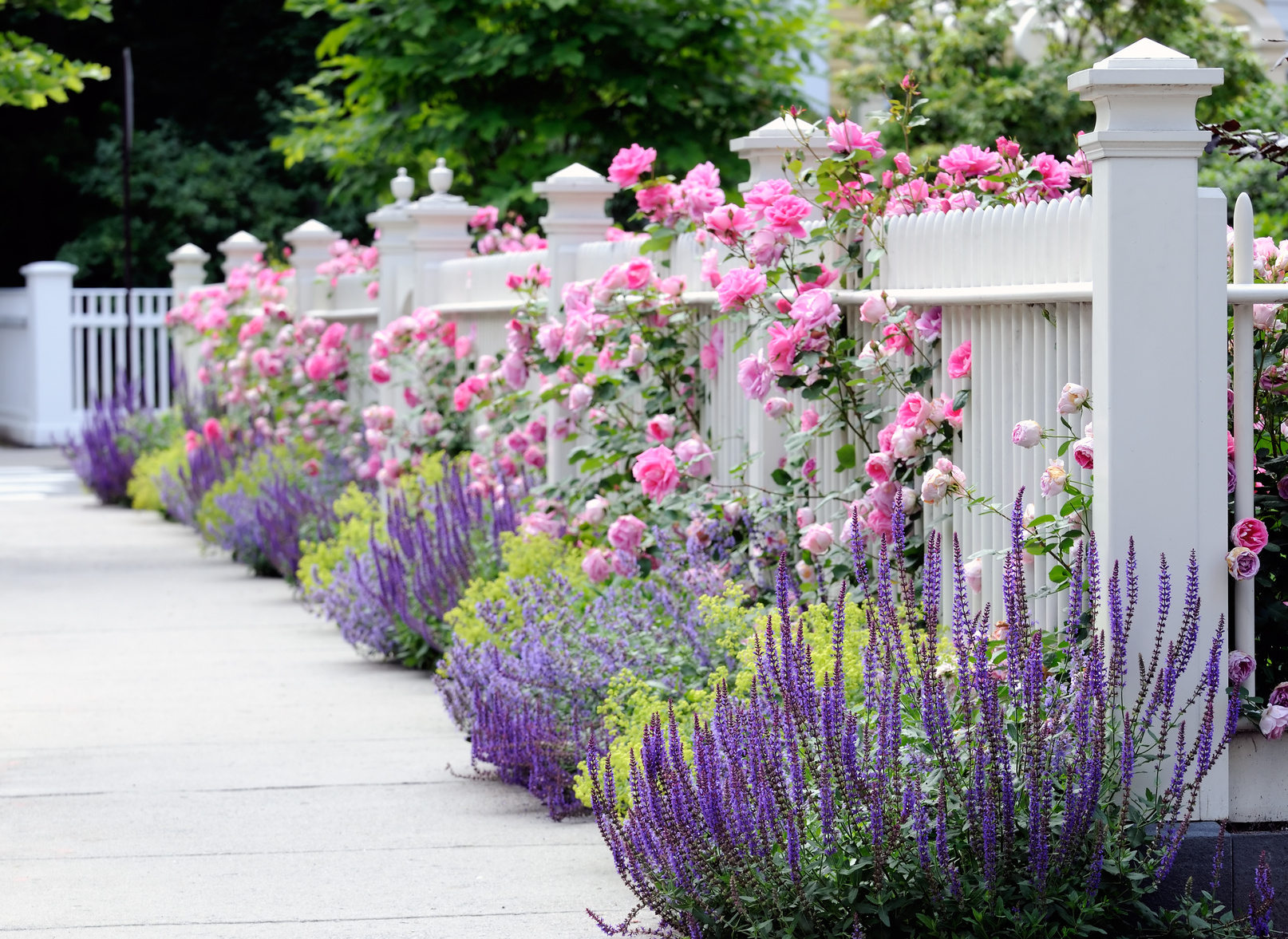 White Picket Fence with Flowers
